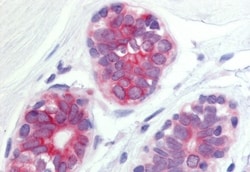Invitrogen WNT6 Polyclonal Antibody 50 &mu;g; Unconjugated:Antibodies,