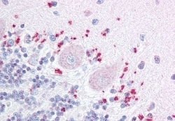 Invitrogen WNT7A Polyclonal Antibody 50 μg; Unconjugated:Antibodies,