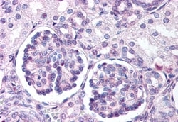 Invitrogen WNT9B Polyclonal Antibody 50 &mu;g; Unconjugated:Antibodies,