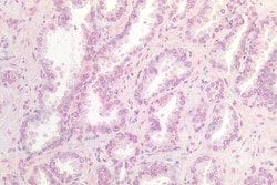 Invitrogen WNT9B Polyclonal Antibody 50 &mu;g; Unconjugated:Antibodies,