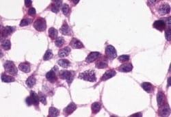 Invitrogen XPR1 Polyclonal Antibody 50 μg; Unconjugated:Antibodies,