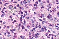 Invitrogen XPR1 Polyclonal Antibody 50 μg; Unconjugated:Antibodies,