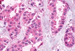 Invitrogen XPR1 Polyclonal Antibody 50 μg; Unconjugated:Antibodies,