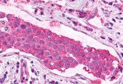 Invitrogen XPR1 Polyclonal Antibody 50 μg; Unconjugated:Antibodies,