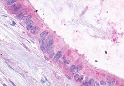 Invitrogen XPR1 Polyclonal Antibody 50 μg; Unconjugated:Antibodies,