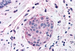 Invitrogen XPR1 Polyclonal Antibody 50 &mu;g; Unconjugated:Anticuerpos