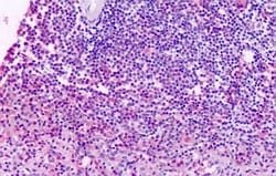 Invitrogen XPR1 Polyclonal Antibody 50 &mu;g; Unconjugated:Anticuerpos