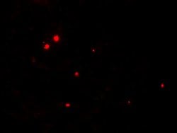 RNASET2 Polyclonal Antibody:Antibodies, Polyclonal