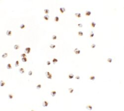 Invitrogen YPEL5 Polyclonal Antibody 100 &mu;g; Unconjugated:Antibodies,