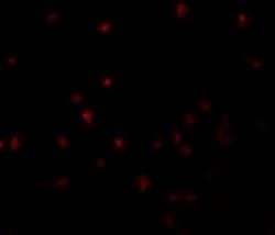 Invitrogen YPEL5 Polyclonal Antibody 100 &mu;g; Unconjugated:Antibodies,