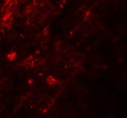 Invitrogen AIG1 Polyclonal Antibody 100 &mu;g; Unconjugated:Antibodies,