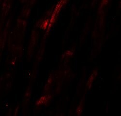 Invitrogen NCLN Polyclonal Antibody 100 &mu;g; Unconjugated:Antibodies,