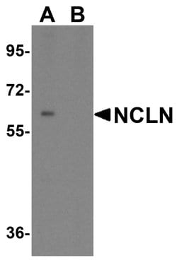 Invitrogen NCLN Polyclonal Antibody 100 &mu;g; Unconjugated:Antibodies,
