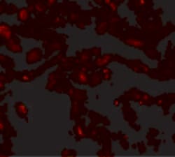 Invitrogen TFEB Polyclonal Antibody 100 &mu;g; Unconjugated:Antibodies,