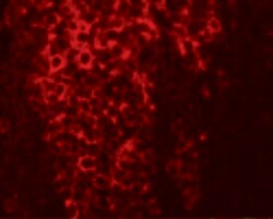 Invitrogen TFCP2L1 Polyclonal Antibody 100 &mu;g; Unconjugated:Antibodies,