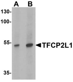 Invitrogen TFCP2L1 Polyclonal Antibody 100 &mu;g; Unconjugated:Antibodies,