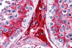 Invitrogen WDR35 Polyclonal Antibody 100 &mu;g; Unconjugated:Antibodies,