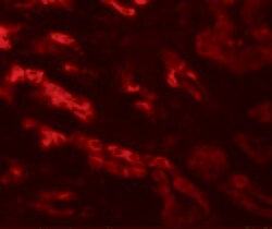 Invitrogen GZF1 Polyclonal Antibody 100 &mu;g; Unconjugated:Antibodies,