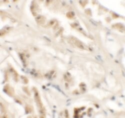 Invitrogen GZF1 Polyclonal Antibody 100 &mu;g; Unconjugated:Antibodies,