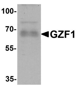 Invitrogen GZF1 Polyclonal Antibody 100 &mu;g; Unconjugated:Antibodies,