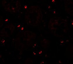 Invitrogen ZFX Polyclonal Antibody 100 &mu;g; Unconjugated:Antibodies,