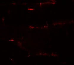 PRC1 Polyclonal Antibody:Antibodies, Polyclonal