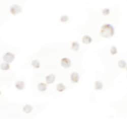 Invitrogen WDR5 Polyclonal Antibody 100 &mu;g; Unconjugated:Antibodies,