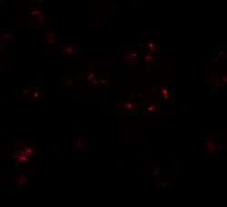 Invitrogen WDR5 Polyclonal Antibody 100 &mu;g; Unconjugated:Antibodies,