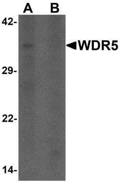 Invitrogen WDR5 Polyclonal Antibody 100 &mu;g; Unconjugated:Antibodies,
