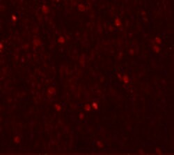 Invitrogen SHANK3 Polyclonal Antibody 100 &mu;g; Unconjugated:Antibodies,