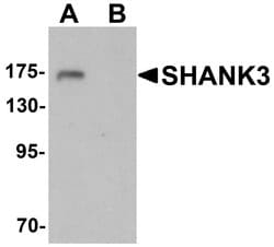 Invitrogen SHANK3 Polyclonal Antibody 100 &mu;g; Unconjugated:Antibodies,
