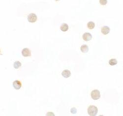 Invitrogen ZNF521 Polyclonal Antibody 100 &mu;g; Unconjugated:Antibodies,