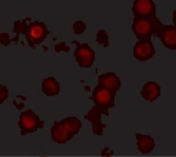 Invitrogen ZNF521 Polyclonal Antibody 100 &mu;g; Unconjugated:Antibodies,