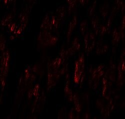 Invitrogen FCHO2 Polyclonal Antibody 100 &mu;g; Unconjugated:Antibodies,