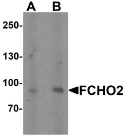 Invitrogen FCHO2 Polyclonal Antibody 100 &mu;g; Unconjugated:Antibodies,