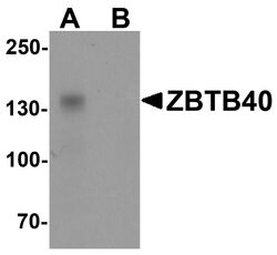 Invitrogen ZBTB40 Polyclonal Antibody 100 &mu;g; Unconjugated:Antibodies,
