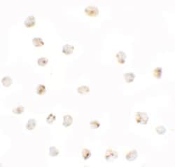 Invitrogen BMP-15 Polyclonal Antibody 100 &mu;g; Unconjugated:Antibodies,