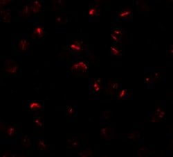 Invitrogen BMP-15 Polyclonal Antibody 100 &mu;g; Unconjugated:Antibodies,