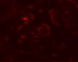 Invitrogen VAMP7 Polyclonal Antibody 100 &mu;g; Unconjugated:Antibodies,