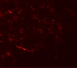Invitrogen COH1 Polyclonal Antibody 100 μg; Unconjugated:Antibodies,