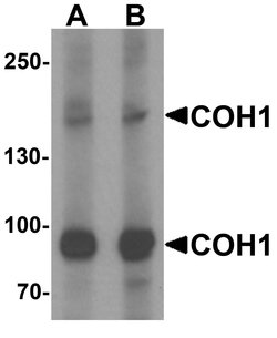 Invitrogen COH1 Polyclonal Antibody 100 μg; Unconjugated:Antibodies,