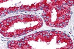 Invitrogen EMX2 Polyclonal Antibody 100 &mu;g; Unconjugated:Antibodies,