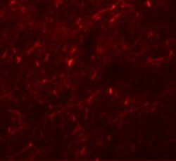 APBA1 Polyclonal Antibody:Antibodies, Polyclonal