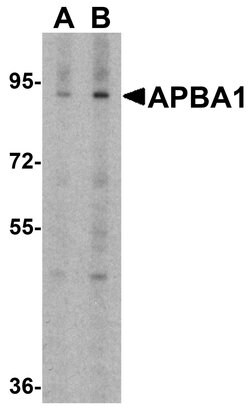 APBA1 Polyclonal Antibody:Antibodies, Polyclonal