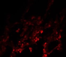 Invitrogen NDFIP1 Polyclonal Antibody 100 &mu;g; Unconjugated:Antibodies,