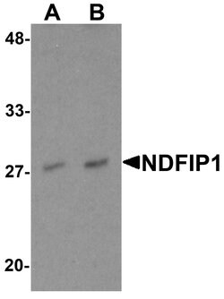 Invitrogen NDFIP1 Polyclonal Antibody 100 &mu;g; Unconjugated:Antibodies,