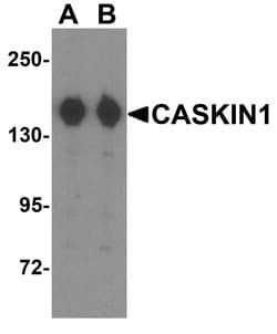 Invitrogen CASKIN1 Polyclonal Antibody 100 &mu;g; Unconjugated:Antibodies,
