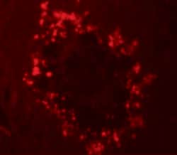 Invitrogen RGS22 Polyclonal Antibody 100 &mu;g; Unconjugated:Antibodies,