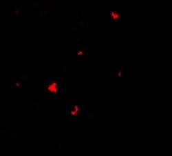 Invitrogen PHLPP1 Polyclonal Antibody 100 &mu;g; Unconjugated:Antibodies,