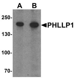 Invitrogen PHLPP1 Polyclonal Antibody 100 &mu;g; Unconjugated:Antibodies,